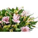 Kytice alstromerii